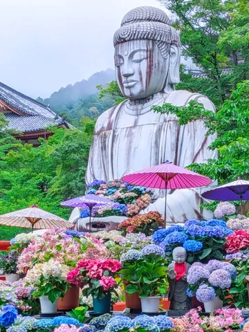 大仏、紫陽花に囲まれる