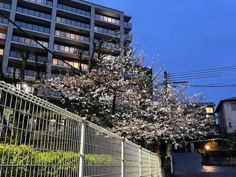 都会の夜桜、灯りに浮かぶ淡い光
