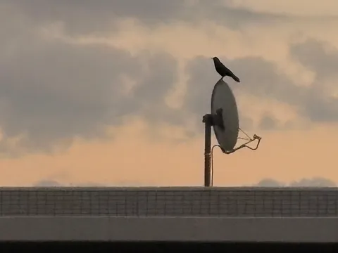鳥とパラボラアンテナと空