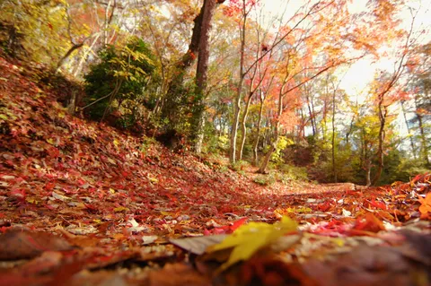 足元彩る紅葉の道