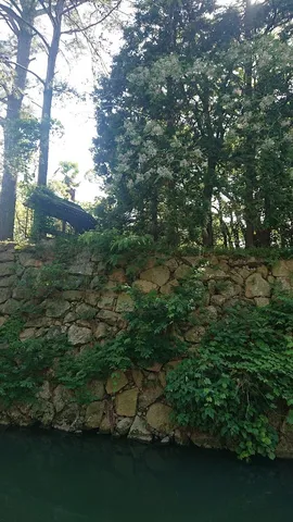 石垣と緑のコントラスト