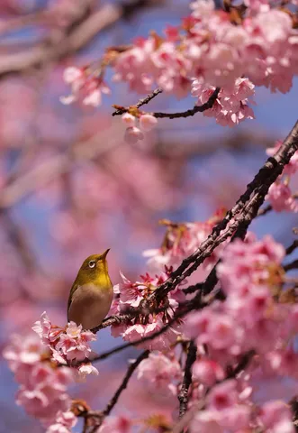春告げる小鳥と桜