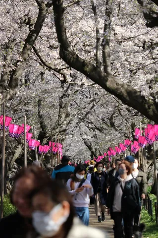 桜咲き誇る、華やかな春路