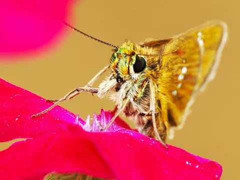 花と翅の虹色ミニ旅