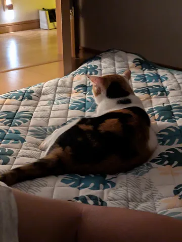 くつろぐ猫、見守る視線