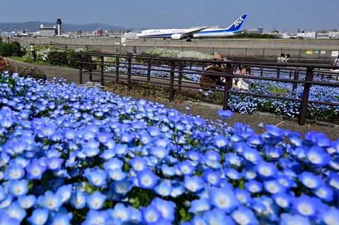 花咲く空港ビュー最前線
