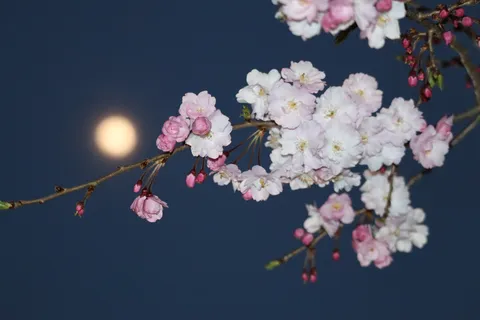 月と夜桜の幻想的な共演