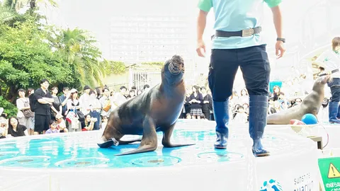 群衆を見つめる海獅子の瞬間