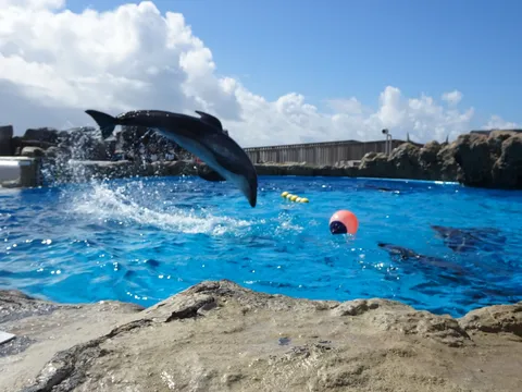 イルカの飛躍