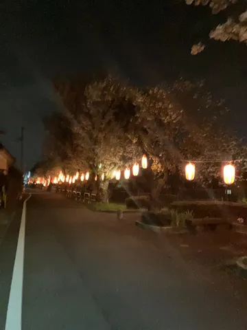 夜風に灯る桜の路