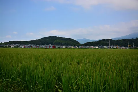 緑の波を越えていく赤い列車