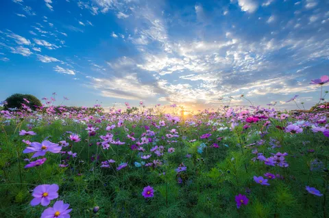 花畑にほどける夕空
