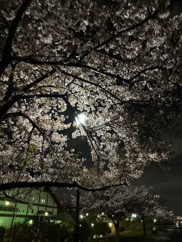 夜桜の下の灯り