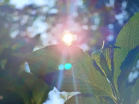 葉脈に宿る太陽の囁き
