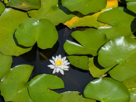 水面に咲く静寂