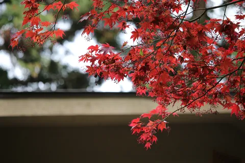 赤すぎる紅葉にちょっとびっくり！