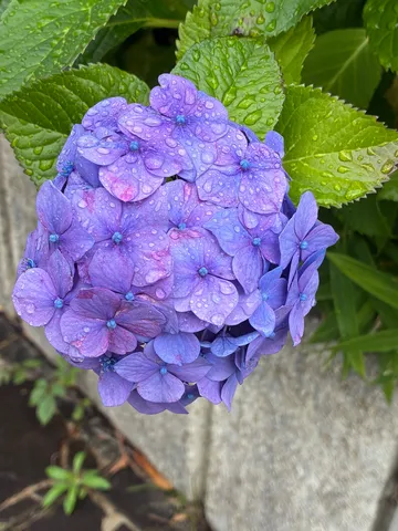 雨粒の宝石、紫陽花の憂愁