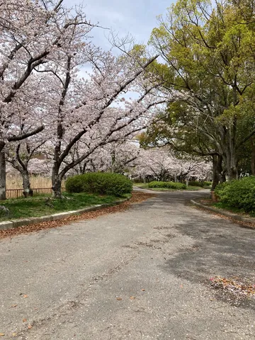 満開の桜並木と緑のコントラスト
