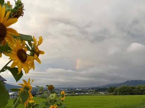 雨上がりの虹と向日葵