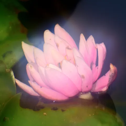 水面を彩る、薄紅の夢