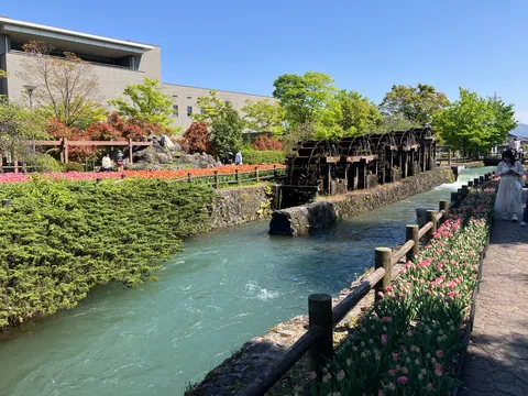 水辺の木車と花の路