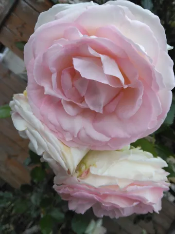 光をまとう二輪の薔薇