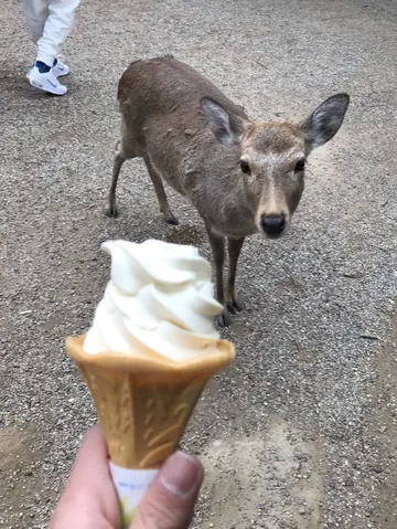ソフトクリームに熱視線な鹿