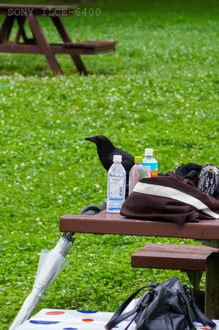 カラスとピクニック