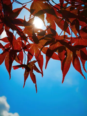 太陽を透かす紅葉の葉