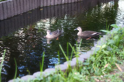 水辺の二羽の会話