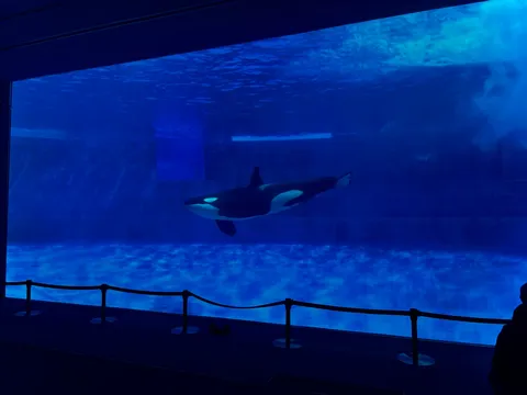 悠然と泳ぐ、青の世界の主