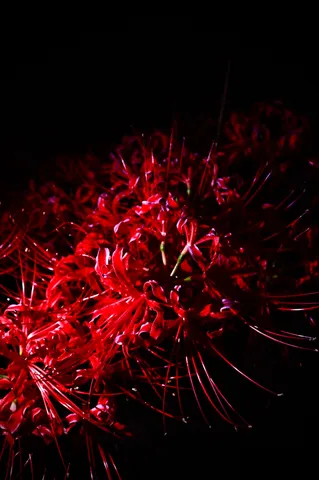 闇夜に咲く、紅き龍の爪