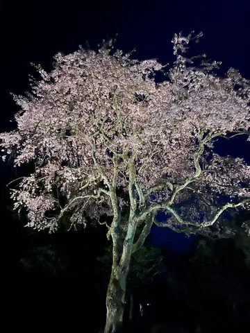 闇夜に浮かぶ桜の木