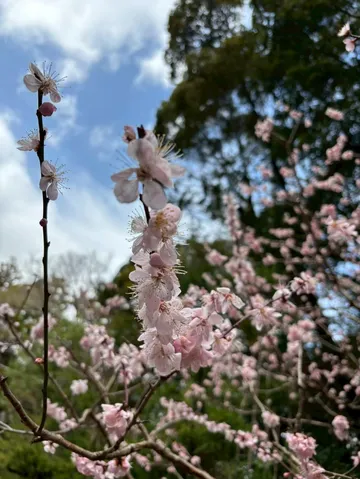 春風に揺れる薄紅の梅