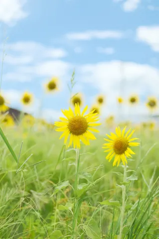 ひまわり畑の風まかせ