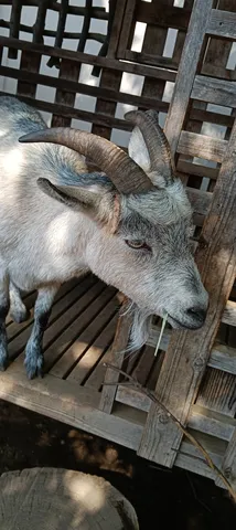 草を食む、静かな時間