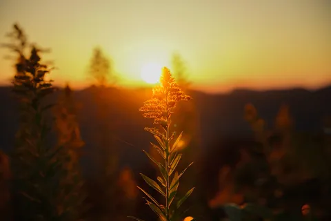 夕陽と穂の揺らぎ