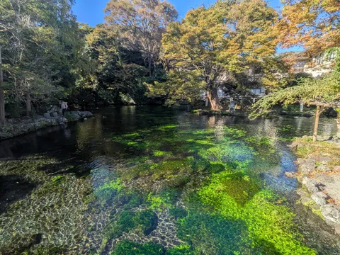 澄んだ水と緑のコントラスト