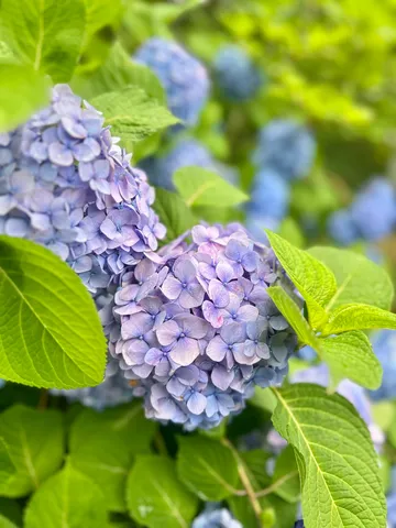雨露きらめく紫陽花