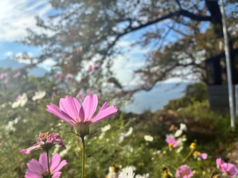 湖と花のちいさな舞台