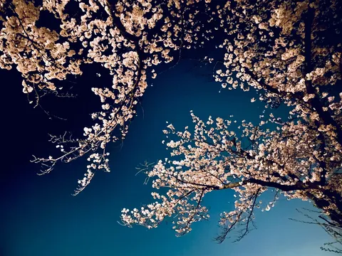 夜桜、青い闇でヒソヒソ密談中？