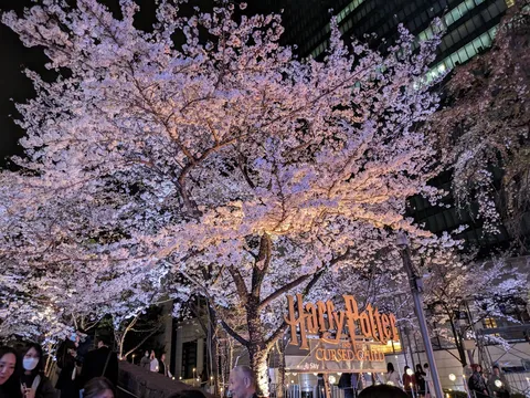 幻想的な夜桜と物語の入口