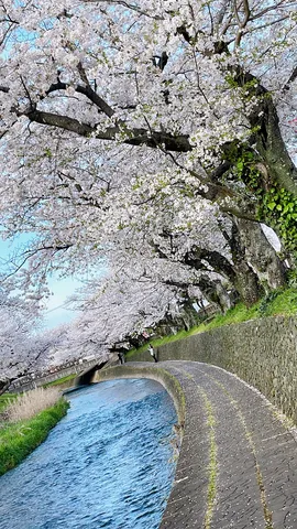 川面に映る春の光