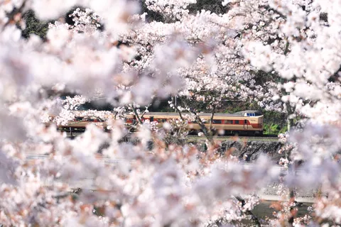 桜と列車の春物語