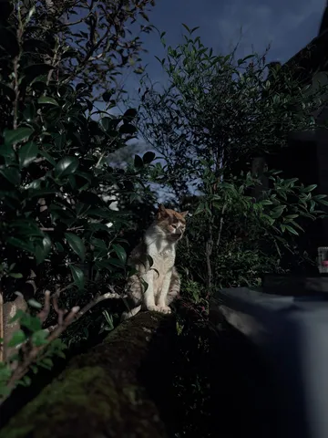 闇に浮かぶ猫の静謐