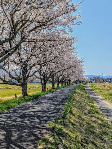 桜影の続く道