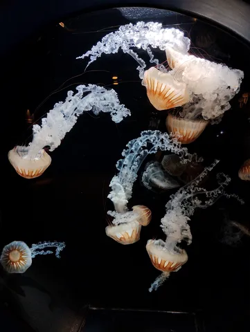 深海を舞うクラゲの幻想