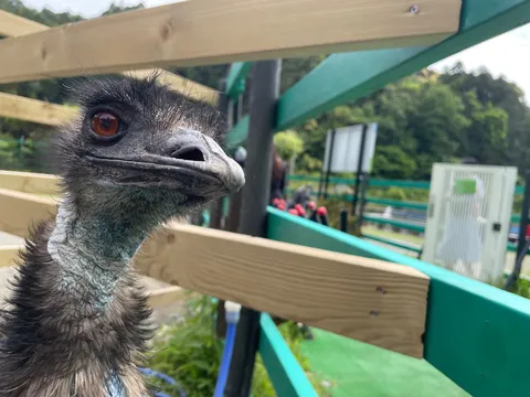 エミュー、こんにちは！