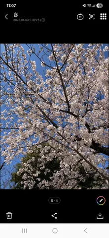 空を彩る淡雪の花