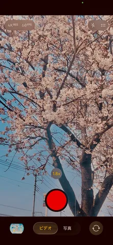 春色満開、桜と電線